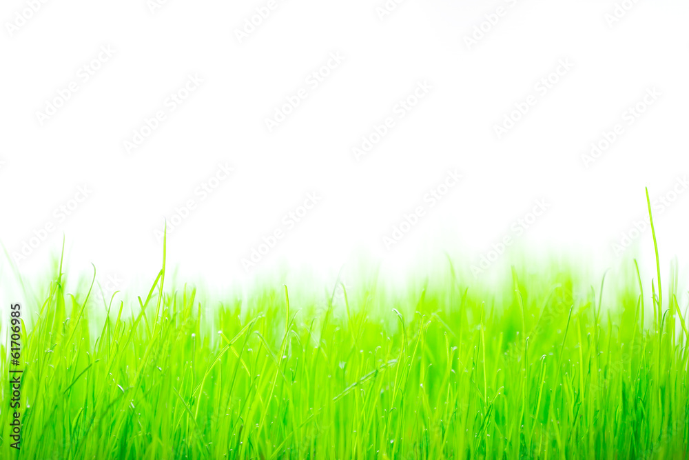 Grass Grass
