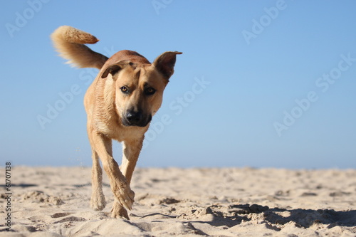 Beiger Schäferhund am Strand