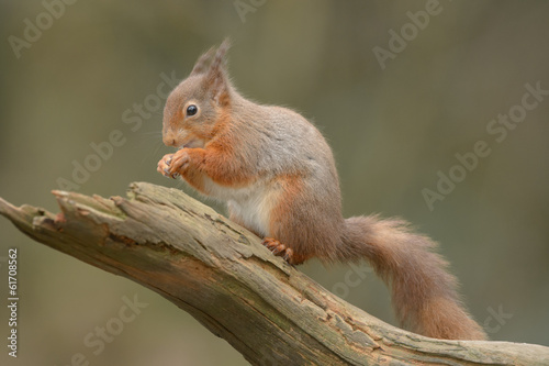 Red Squirrel