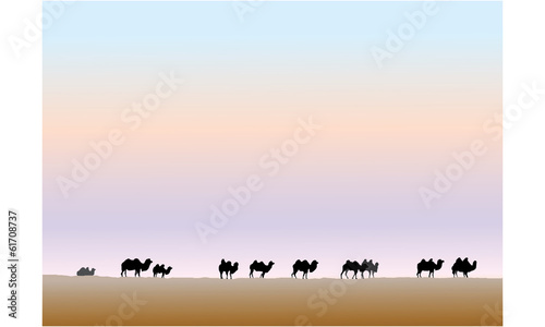 Camels graze