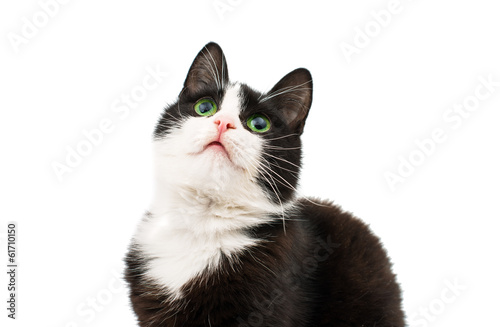 Fototapeta Naklejka Na Ścianę i Meble -  Black & white cat sit on white