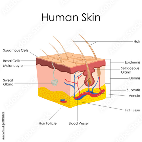 vector illustration of diagram of human skin anatomy