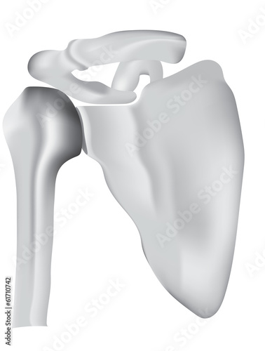 The Shoulder Joint