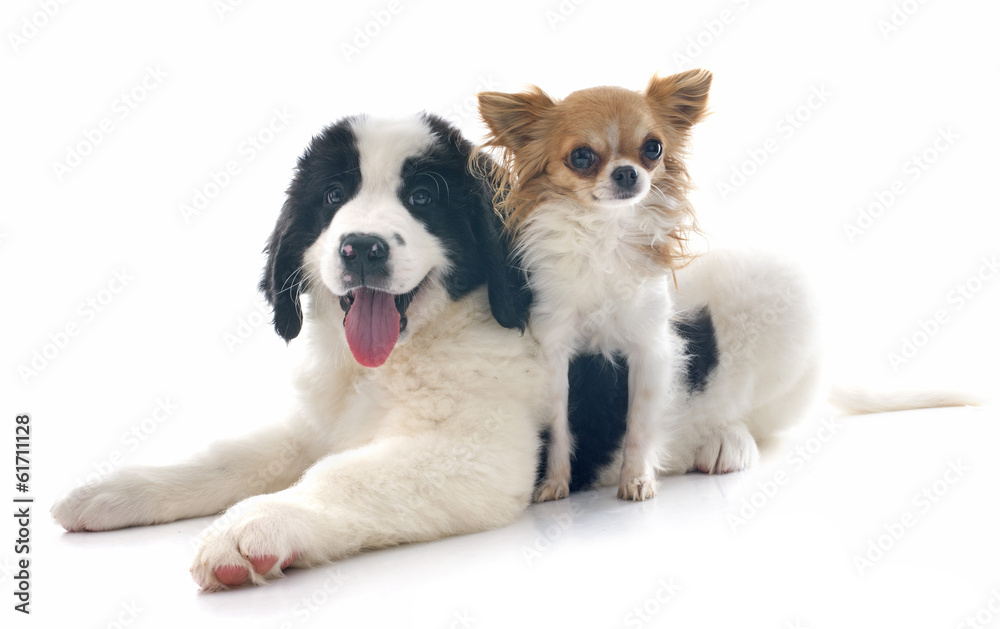 landseer puppy and chihuahua