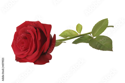 Realistic red vector rose