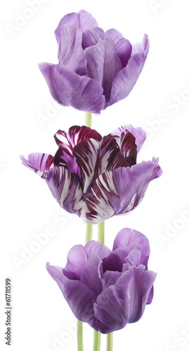 Fototapeta Naklejka Na Ścianę i Meble -  tulip