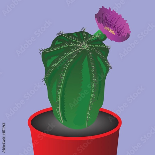 cactus flower