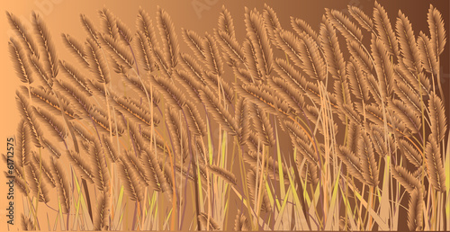 Crop Field