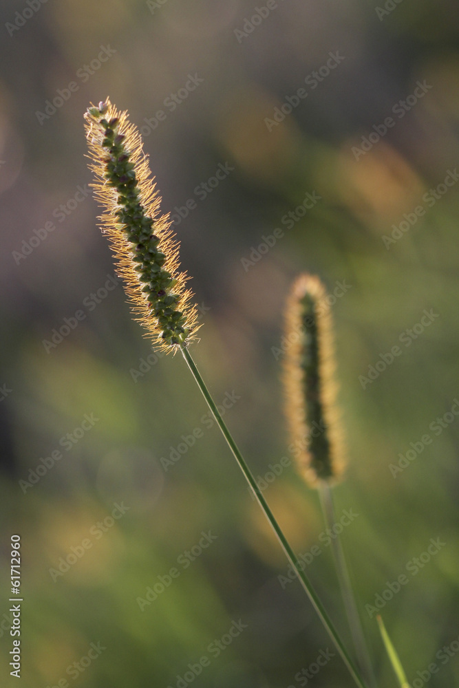 flowering grass