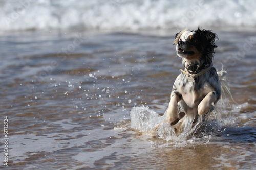 Hund hat Spaß im Wasser © Petra Eckerl