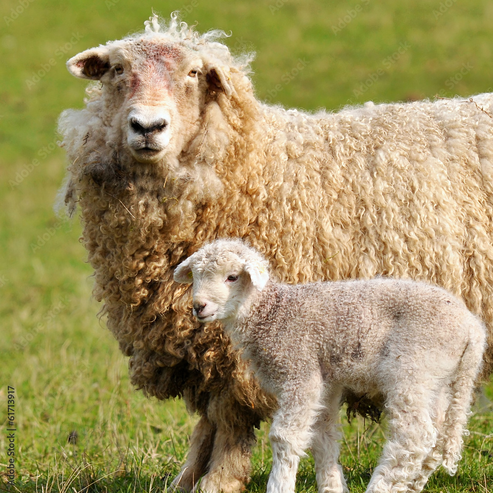 sheep with lamb sheep with lamb