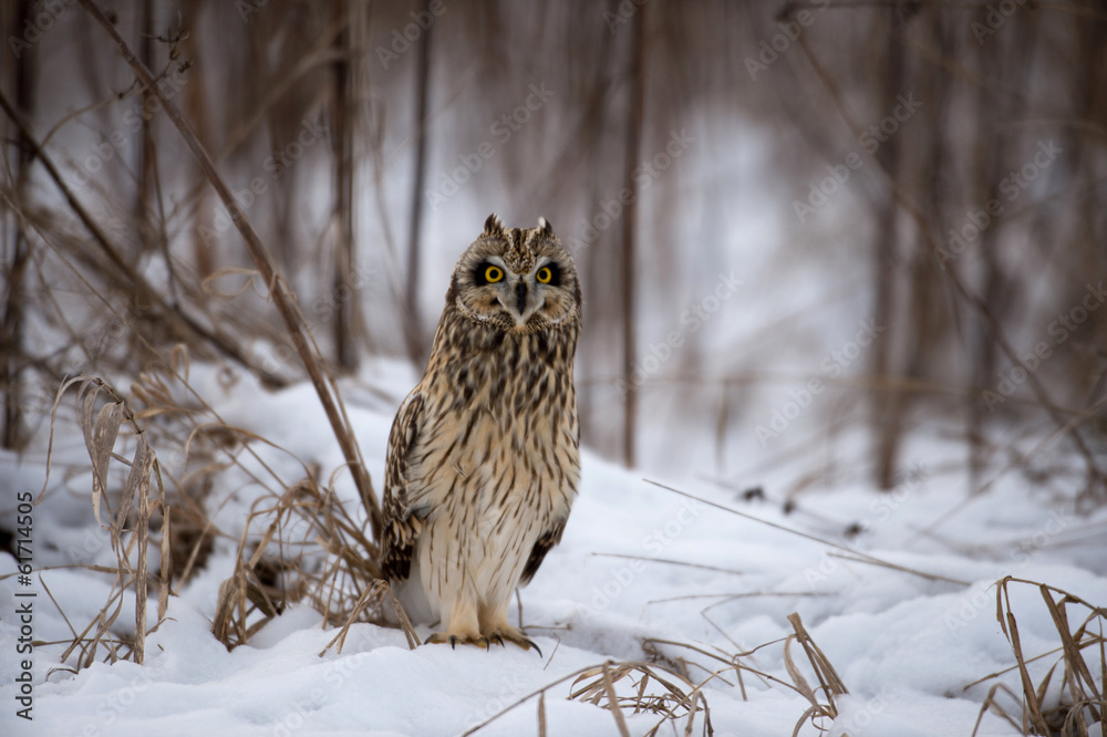 Short Eared Owl Short Eared Owl