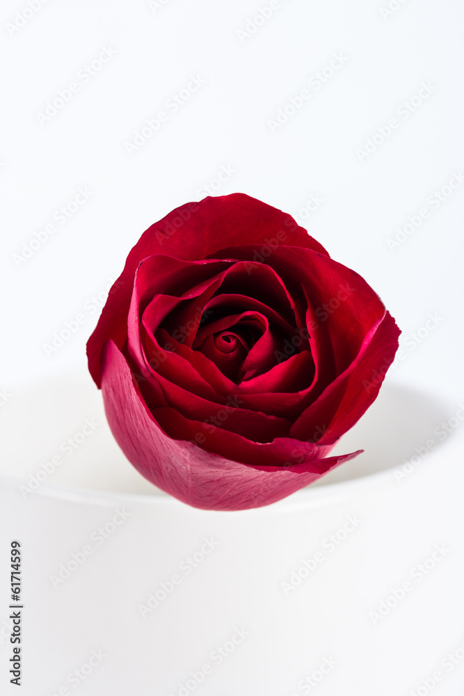 closeup red rose closeup red rose