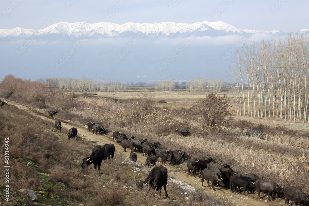 Buffalos In Northern Greece Buffalos In Northern Greece