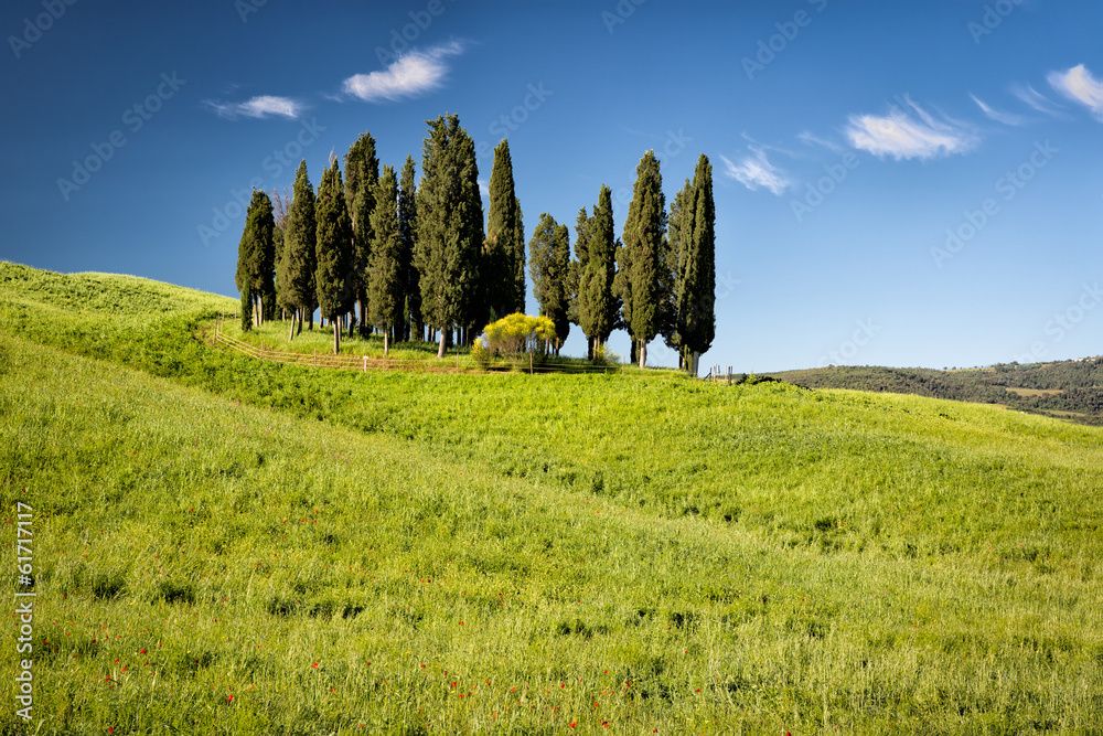 Cypress on hills, Tuscany, Italy
