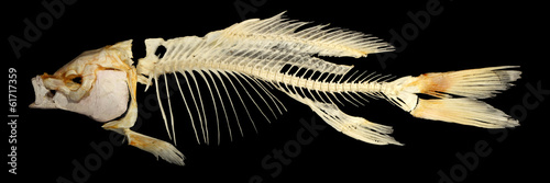 Isolated carp (Cyprinus carpio) skeleton on a black background photo