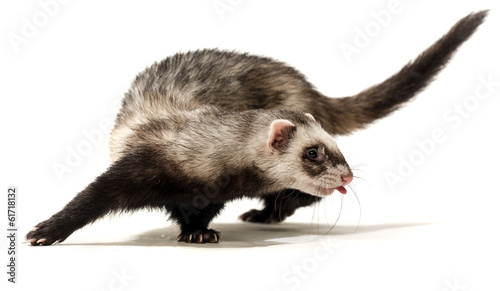 Polecat on a white background