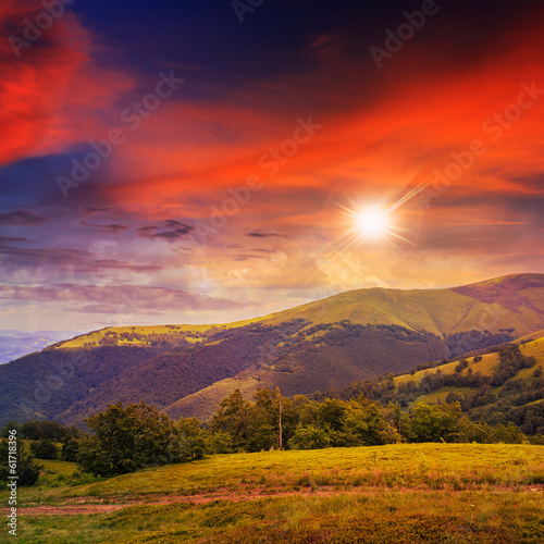 coniferous forest on a steep mountain slope at sunset