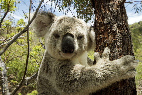 Koala