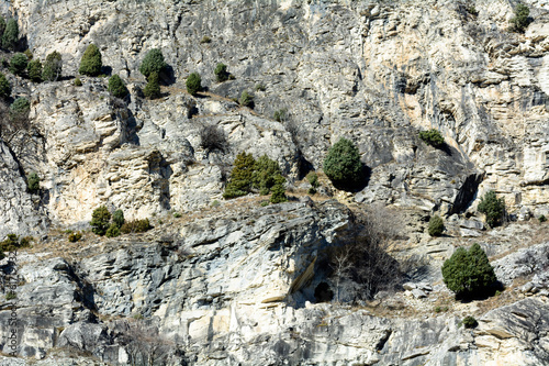 Ginepro coccolone a Foresto - Oasi xerotermica Valle Susa photo