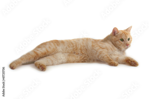 red kitten with green eyes isolated over white background