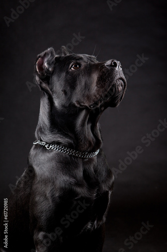 Fototapeta Naklejka Na Ścianę i Meble -  Dog