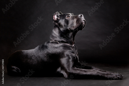 Fototapeta Naklejka Na Ścianę i Meble -  Dog