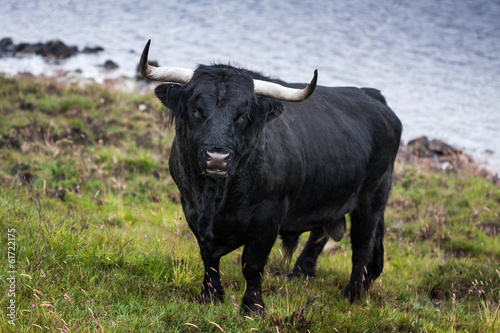 Fototapeta Naklejka Na Ścianę i Meble -  The black bull on pasture