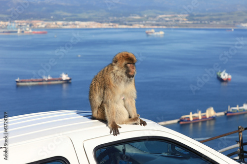 Barbary Ape with Gibraltar Harbor Landscape © panmaule