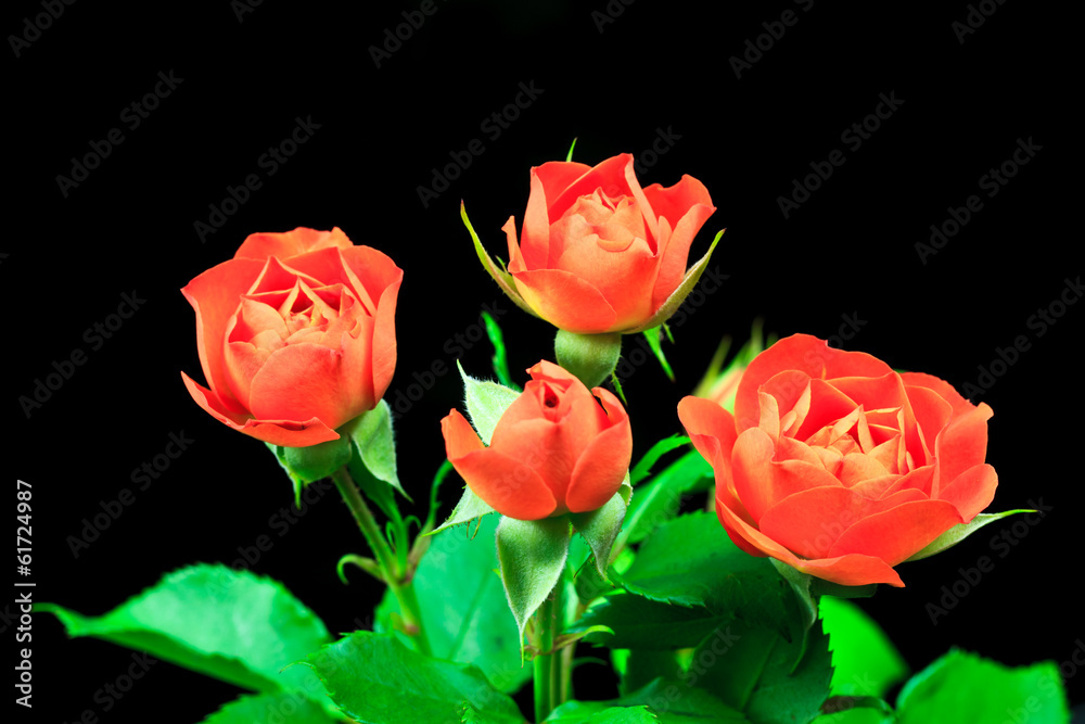 Fototapeta premium orange roses