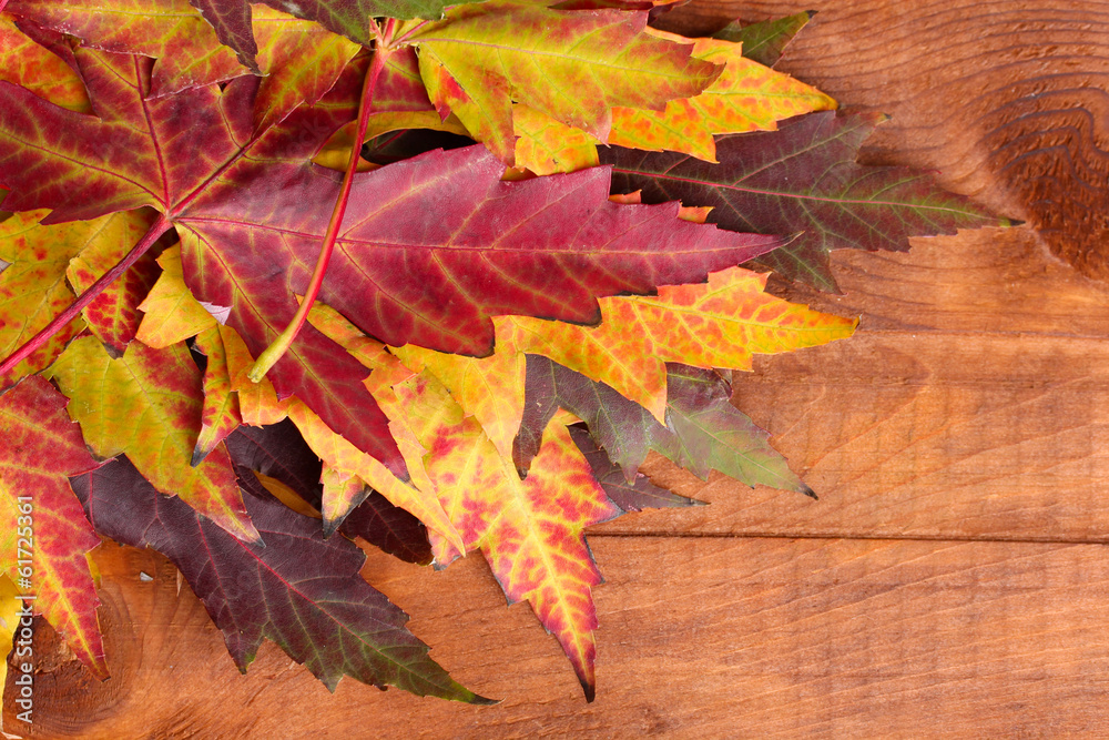 vivid autumn maple leaves on wooden background vivid autumn maple leaves on wooden background