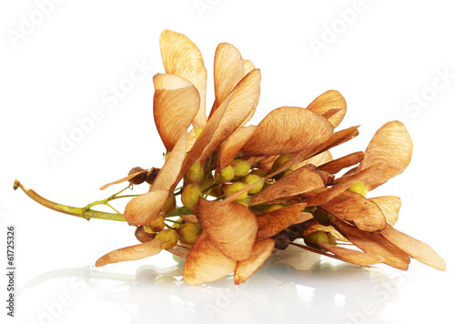 Fototapeta Naklejka Na Ścianę i Meble -  maple seed isolated on white