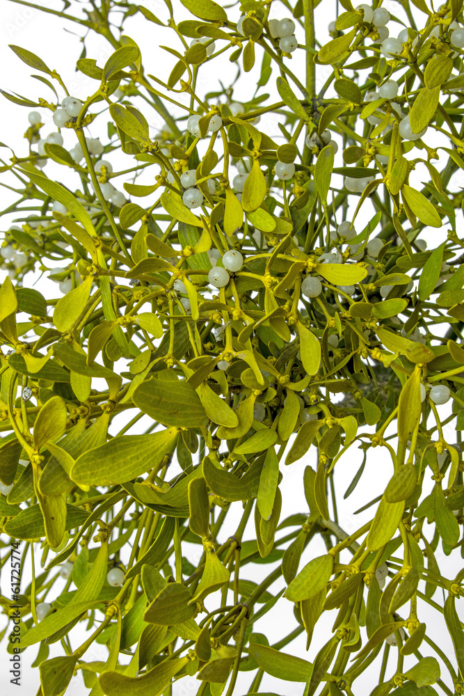 mistletoe plant isolated on a white background mistletoe plant isolated on a white background