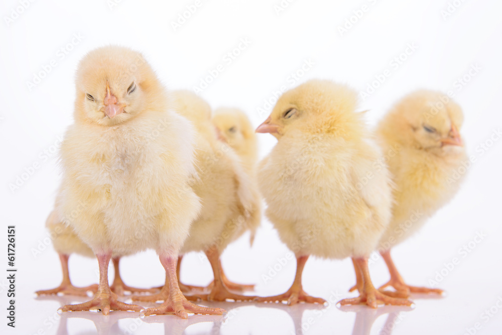 newborn chickens isolated