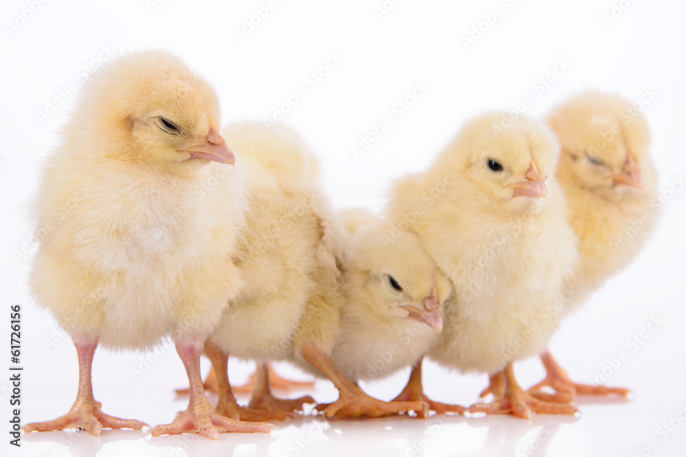 newborn chickens isolated newborn chickens isolated