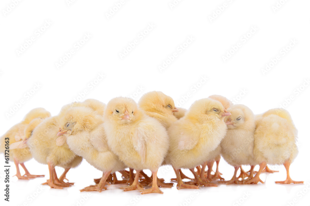 newborn chickens isolated newborn chickens isolated