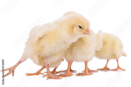 newborn chickens isolated