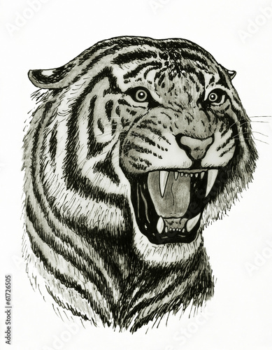 ritratto di tigre che ruggisce photo