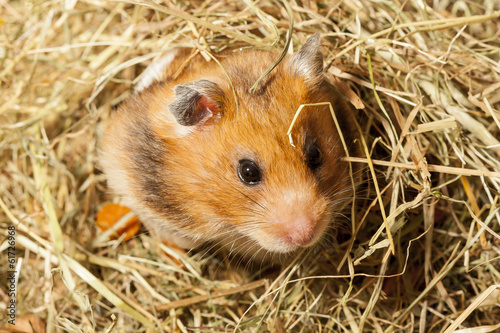 Hamster in a hay, portrait of popular pet.