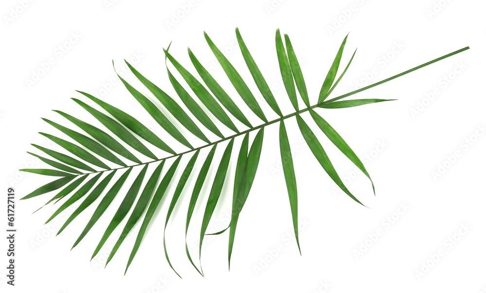 Green leaf  of palm tree (Howea) isolated on white