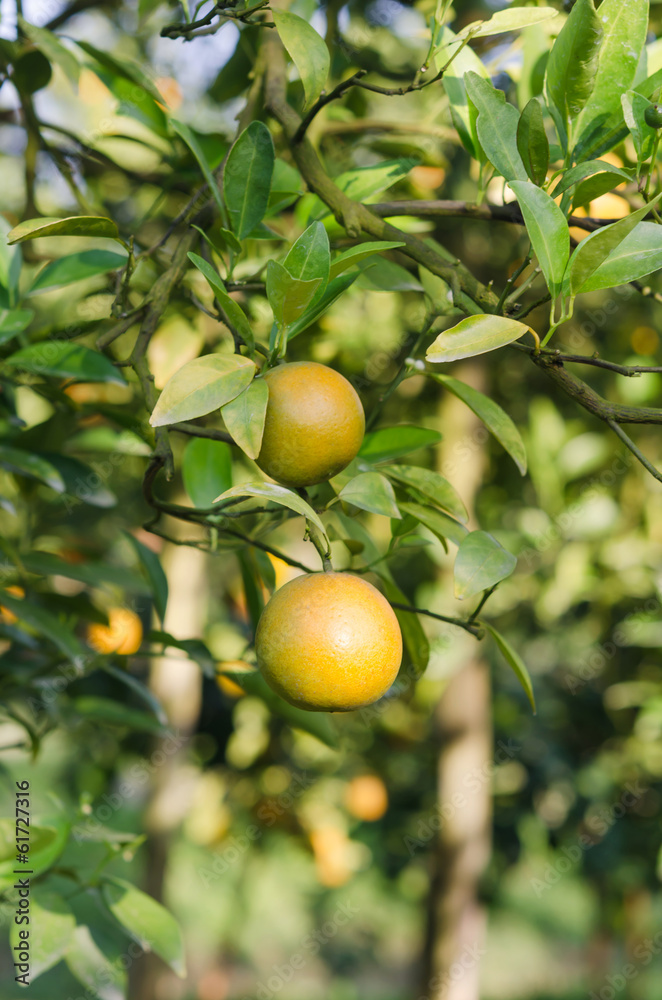 Orange tree with ripe fruits