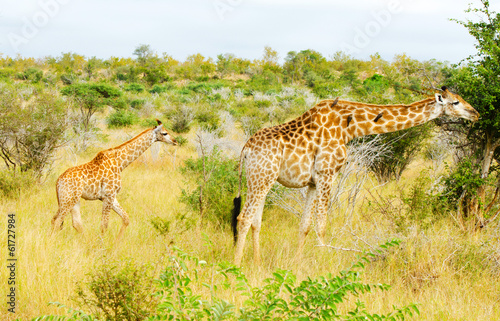 Giraffe Doe and Calf  Kruger National Park