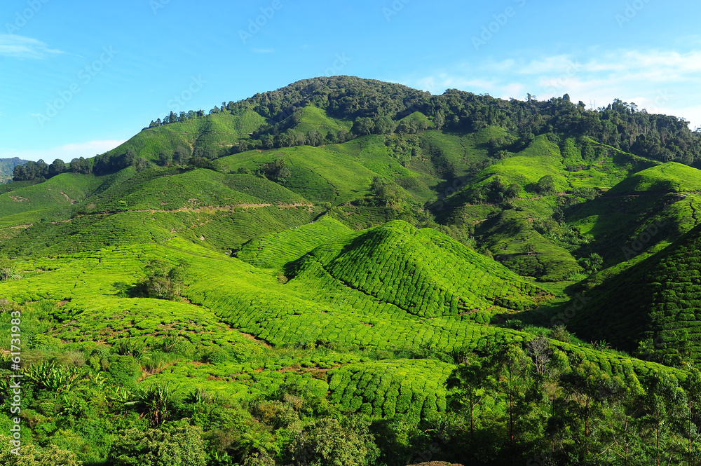 Tea Plantation on the Hill