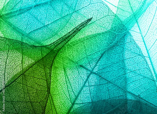 Obraz liście zielono-niebieskie