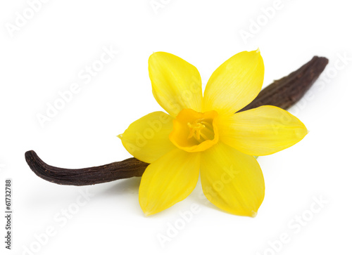 Vanilla pods and orchid flower isolated on white background