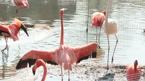 flamingo try to fly