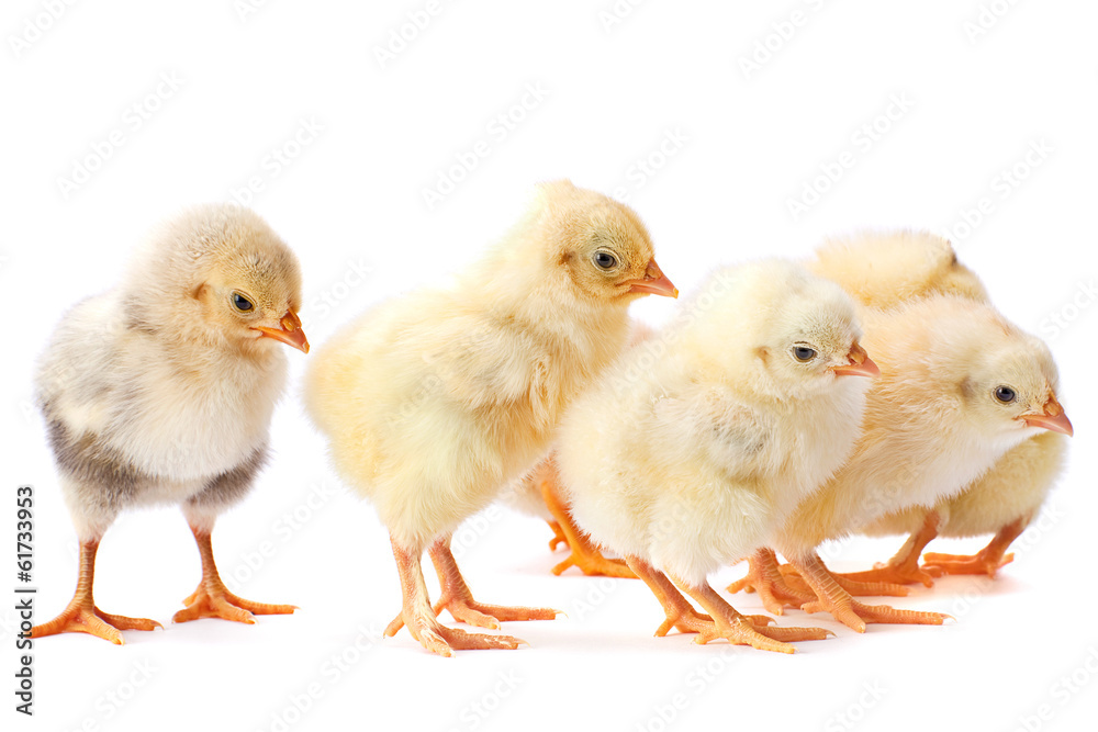 Fototapeta premium Yellow baby chicken