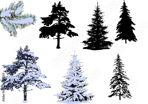 pines and firs in snow isolated on white