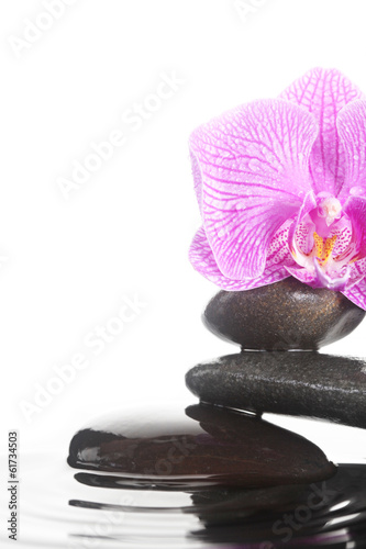 Flower and stones in water
