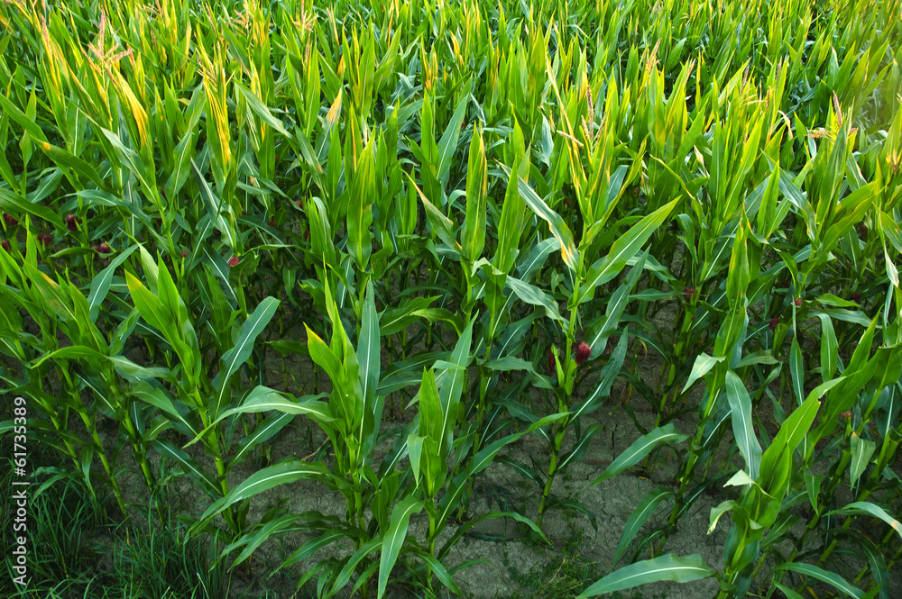 Corn field. Corn field.